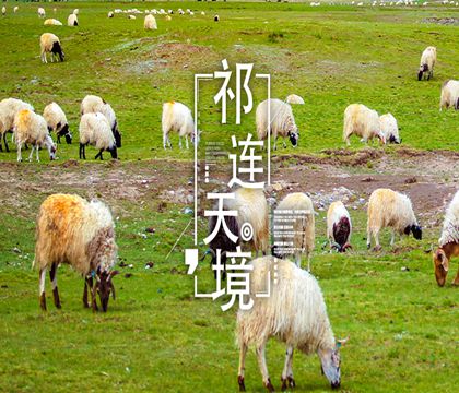 青海西宁+茶卡盐湖+青海湖+祁连大草原+卓尔山5日4晚私家团